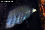 heroina isonycterina heroina isonycterina