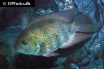 heroina isonycterina heroina isonycterina