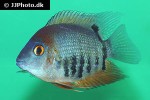 heros efasciatus heros efasciatus