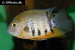 heros efasciatus heros efasciatus
