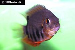 heros efasciatus heros efasciatus