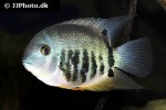 heros efasciatus heros efasciatus