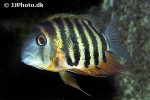 heros efasciatus heros efasciatus