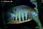 heros efasciatus heros efasciatus