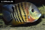 heros efasciatus heros efasciatus