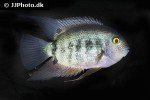 heros efasciatus heros efasciatus