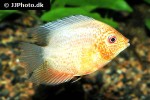 heros severus redspotted gold heros severus redspotted gold