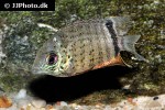 heros species french guyana heros species french guyana