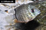 heros species french guyana heros species french guyana