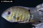 heros species jauaperi heros species jauaperi