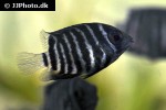 heros species rio magdalenae heros species rio magdalenae