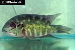 hoplarchus psittacus hoplarchus psittacus