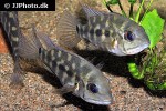 hoplarchus psittacus hoplarchus psittacus