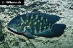 hoplarchus psittacus hoplarchus psittacus