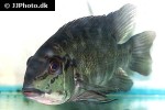 hoplarchus psittacus hoplarchus psittacus