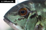 hoplarchus psittacus hoplarchus psittacus