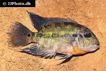 hoplarchus psittacus hoplarchus psittacus