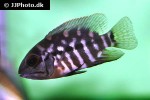 hoplarchus psittacus hoplarchus psittacus