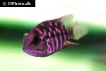 hoplarchus psittacus hoplarchus psittacus