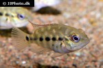 hoplarchus psittacus hoplarchus psittacus