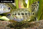 hoplarchus psittacus hoplarchus psittacus