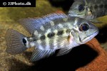 hoplarchus psittacus hoplarchus psittacus