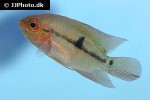 hypselecara coryphaenoides hypselecara coryphaenoides