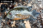 hypselecara temporalis hypselecara temporalis