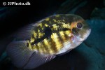 hypselecara temporalis hypselecara temporalis
