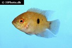 hypselecara temporalis hypselecara temporalis
