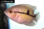 hypselecara temporalis hypselecara temporalis