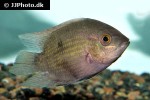 hypselecara temporalis hypselecara temporalis