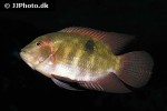 hypselecara temporalis hypselecara temporalis
