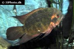 hypselecara temporalis hypselecara temporalis