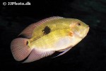 hypselecara temporalis hypselecara temporalis