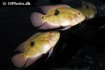 hypselecara temporalis hypselecara temporalis