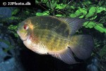 hypselecara temporalis hypselecara temporalis