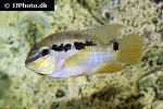 krobia guianensis krobia guianensis