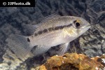 krobia xinguensis krobia xinguensis