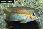 krobia xinguensis krobia xinguensis