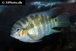 krobia xinguensis krobia xinguensis