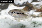 krobia xinguensis krobia xinguensis