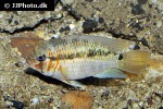 krobia xinguensis krobia xinguensis