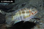 krobia xinguensis krobia xinguensis