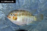 krobia xinguensis krobia xinguensis