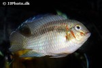 krobia xinguensis krobia xinguensis