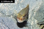 krobia xinguensis krobia xinguensis