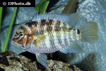 krobia xinguensis krobia xinguensis