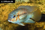 krobia xinguensis krobia xinguensis