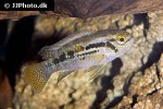 laetacara araguaiae laetacara araguaiae